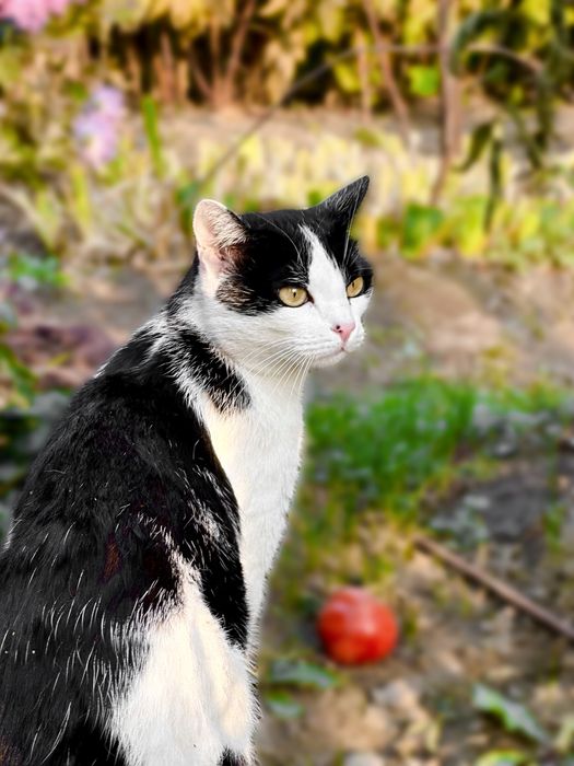 Срочно срочно отдаю, не выживет