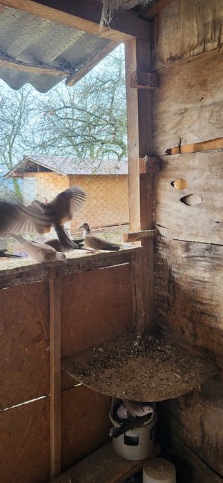 Turturele  cauta casa noua