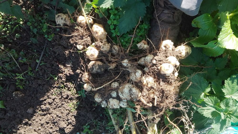 Vând topinambur alb