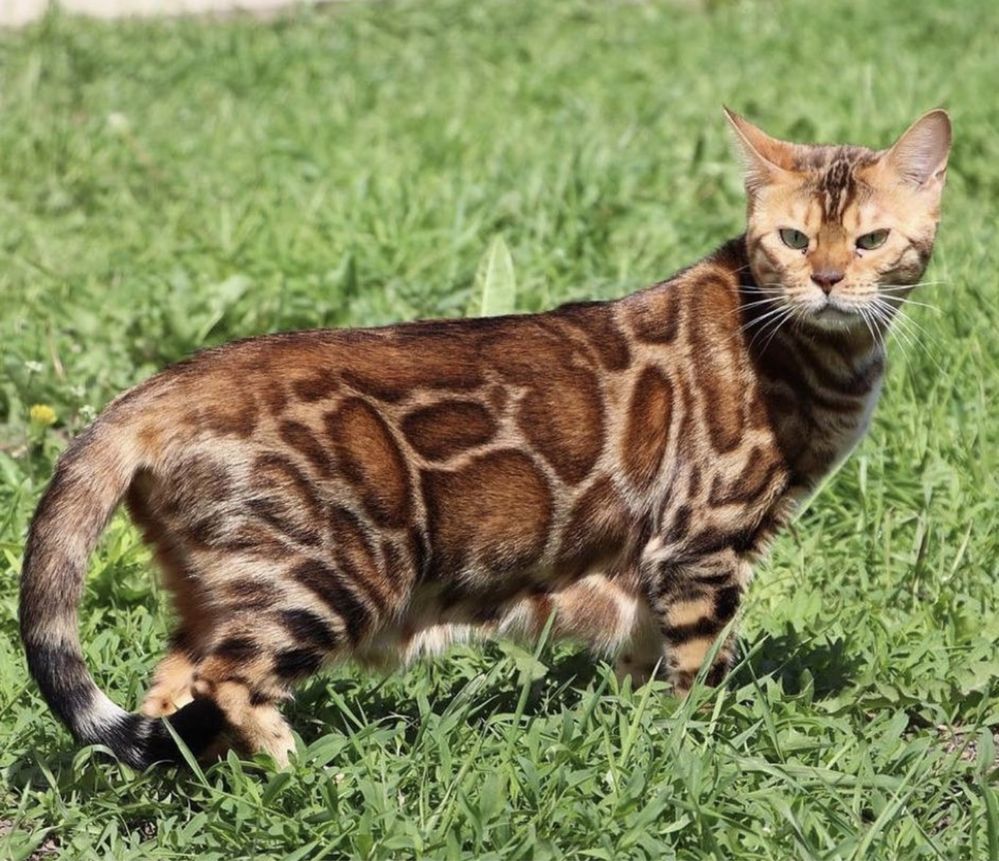 Котенок бенгал девочка