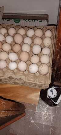 Продам Яйца домашние