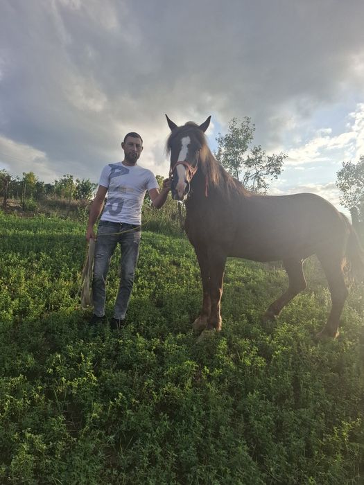 Cal de vânzare mai multe detalii la nr de telefon