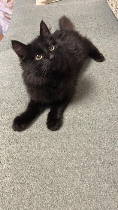 Котик чёрный пушистик ищет дом и добрые руки
