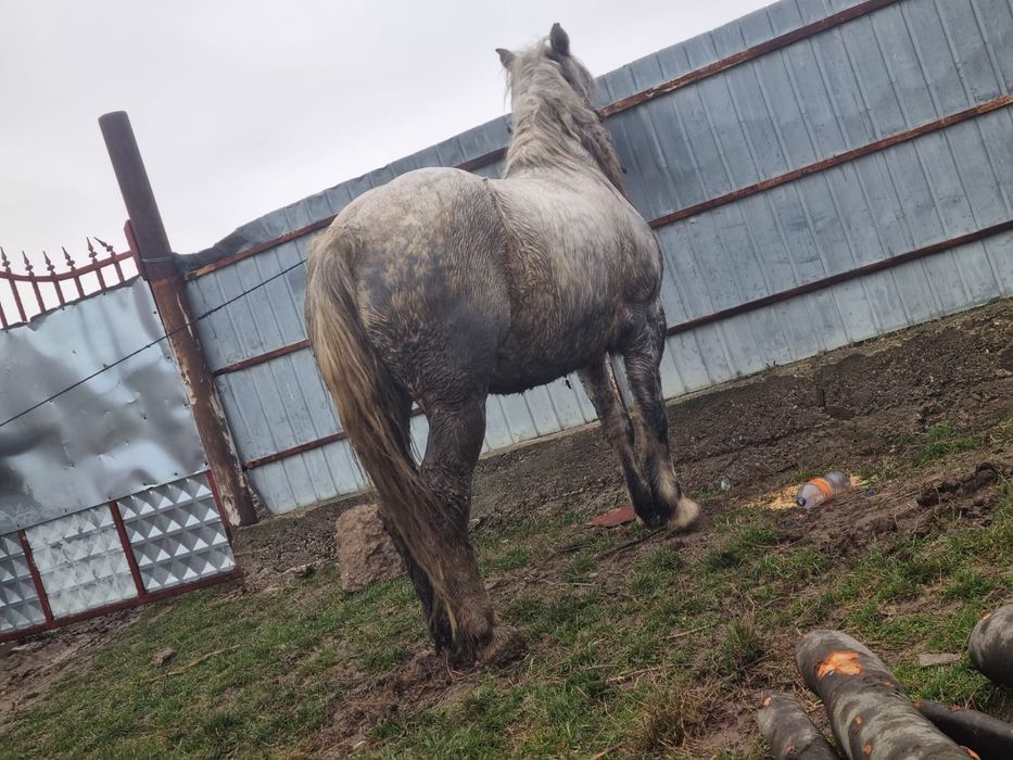 Iapa tânără de vânzare