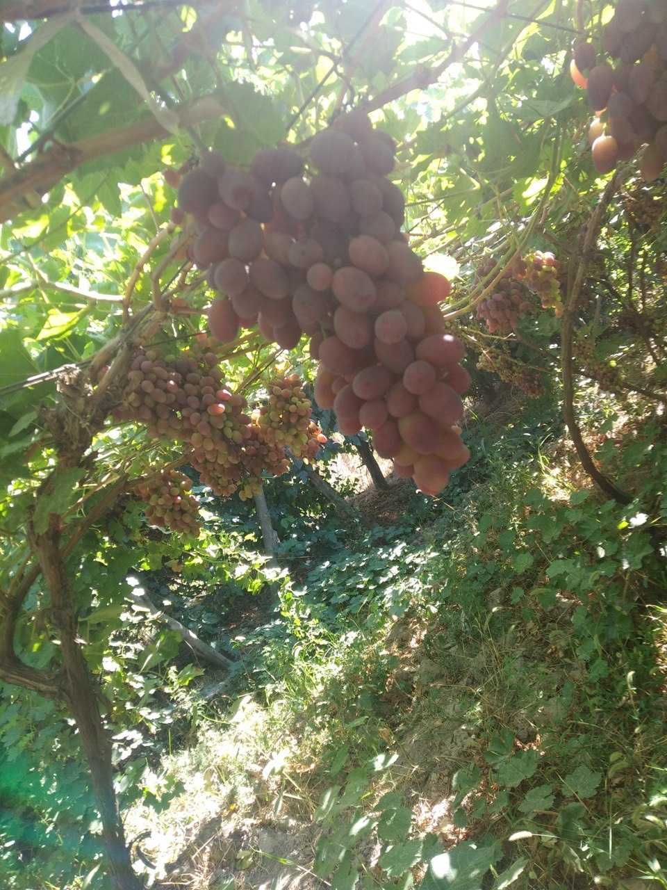 Piskent tuman Mingtepa daxasida 14 sotixli bog' sotilmoqda