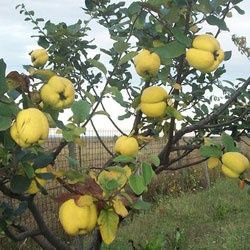 Pomi Fructiferi Glia Stramoseasca (Soiuri de Gutui )