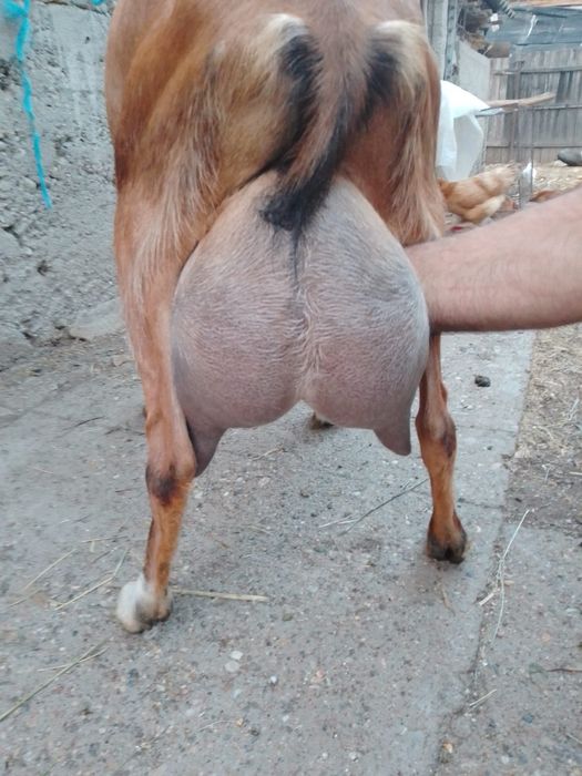 Capra alpina franceza