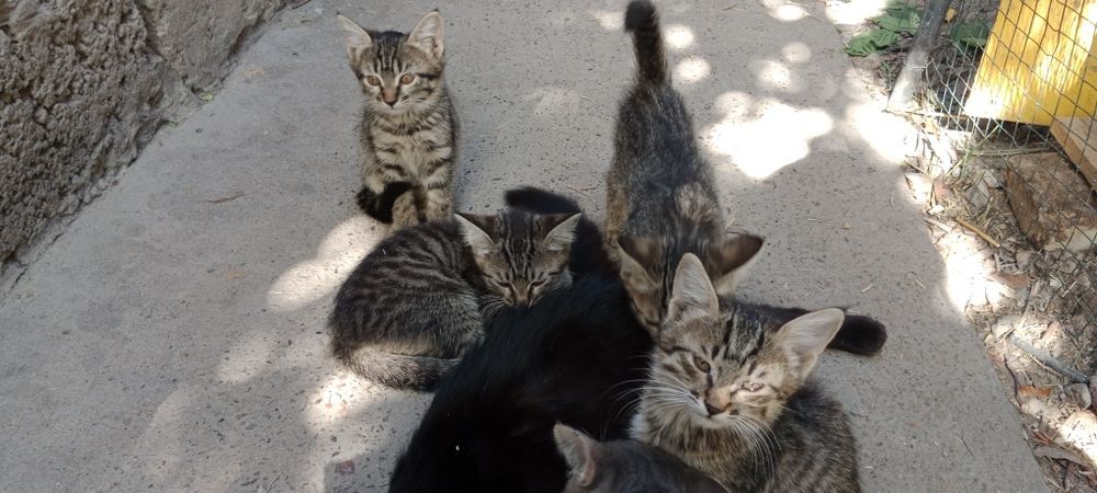 Отдам котят в добрые руки