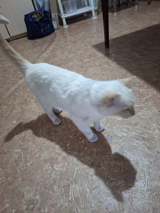 Отдам стерилизованную кошку в добрые руки