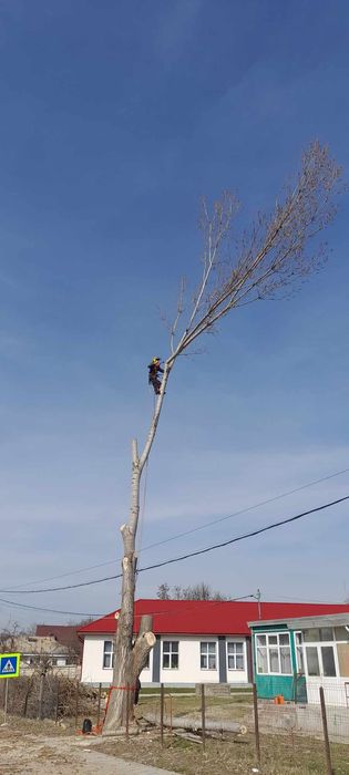 Taiat/toaletari copaci/arbori.alpinism, arborist utilitar.