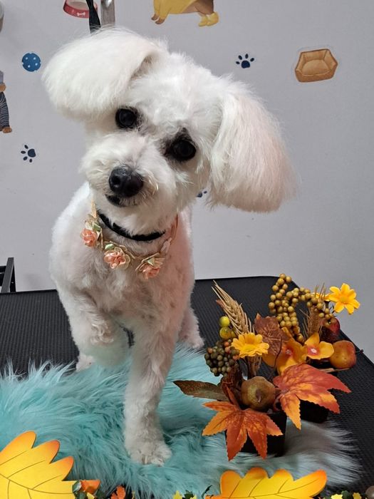 Frizerie coafura canina