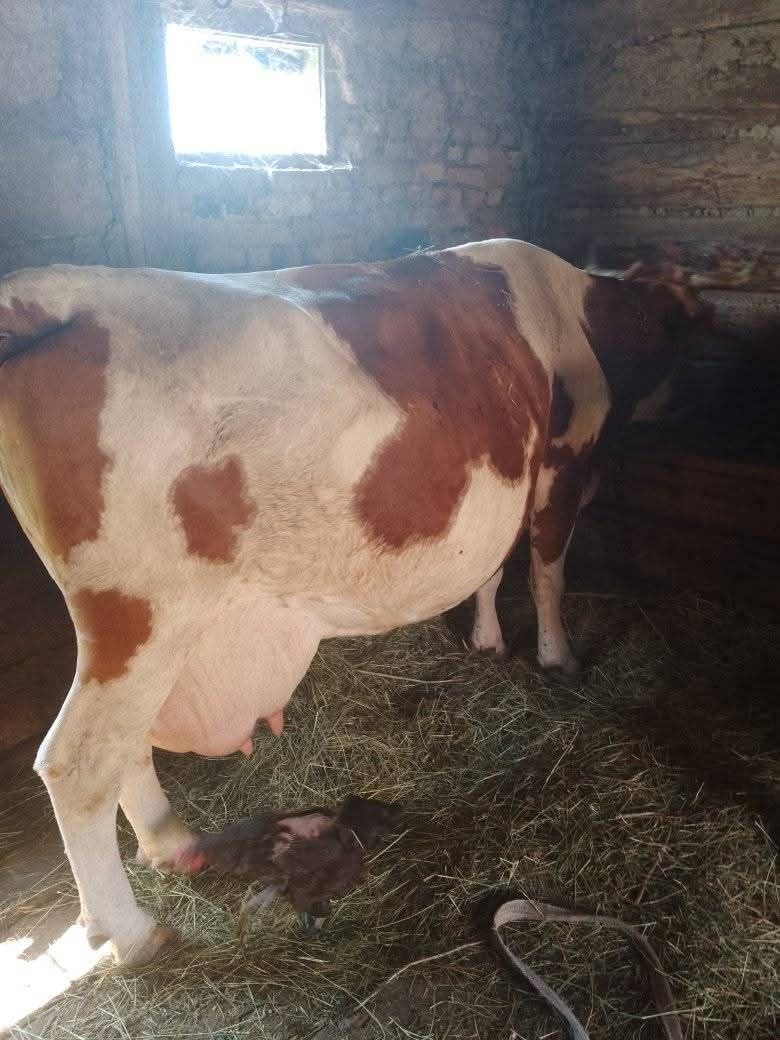 Vaca gestanta 6 luni