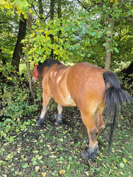 Vand cal 4 ani sau schimb cu Armasar negru
