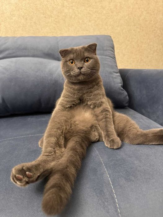 Породистый британский кот посетит кошечку на вязку