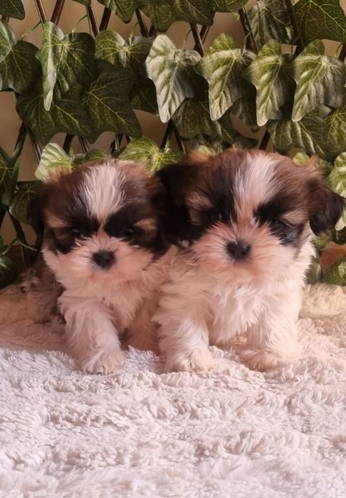 Ши Тцу Shih Tzuu