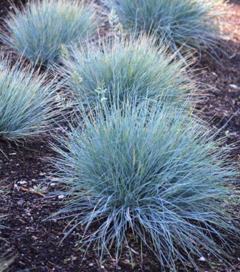 Фестука, синя трева / Festuca glauca
