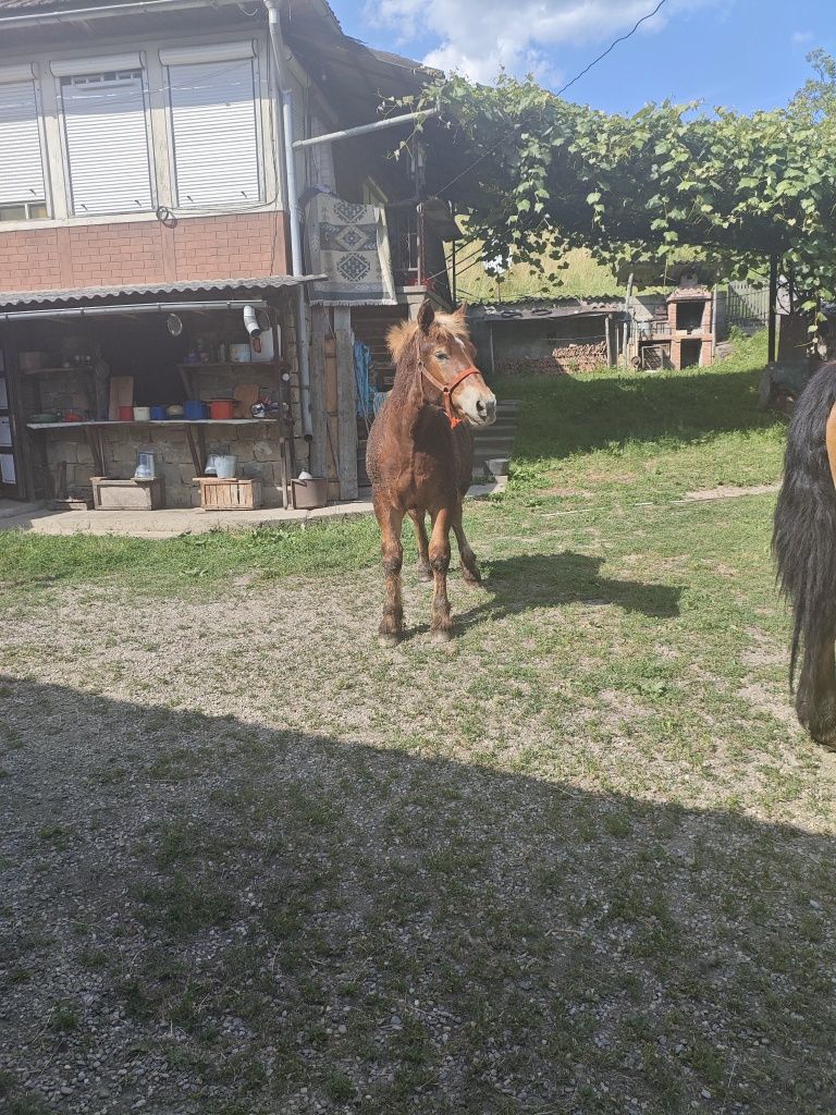 Mânz de vânzare.