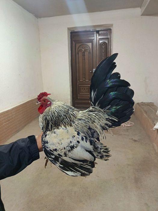 Yapon xorozla sotiladi