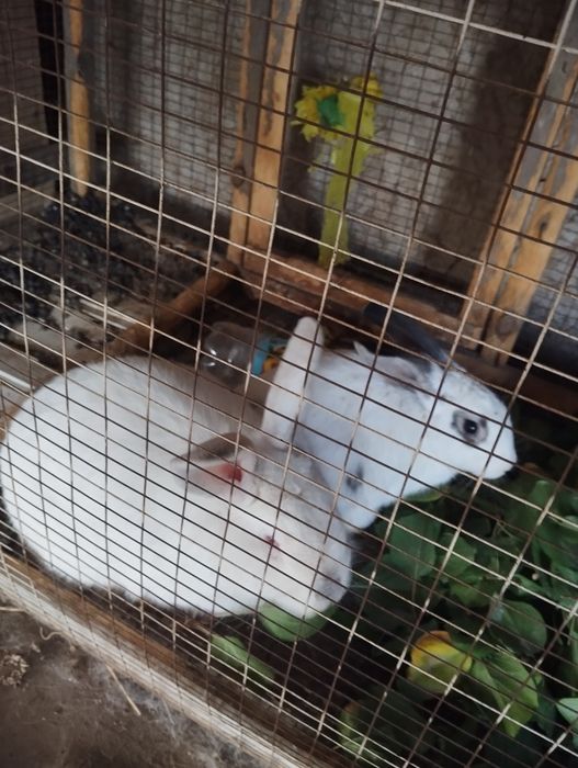 Quyonlar erkak ikkalasi 300 ming