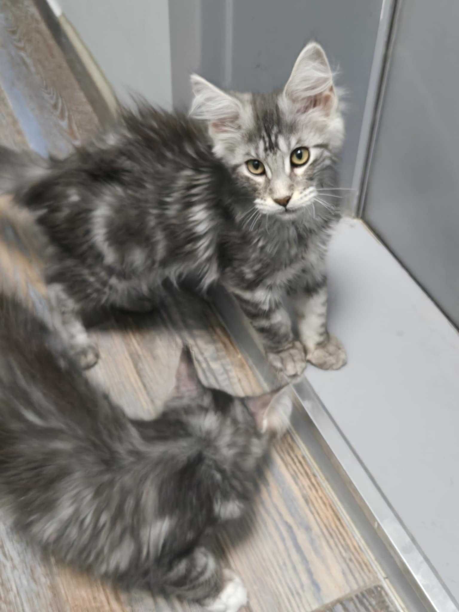 Мейн Куун.Maine Coon
