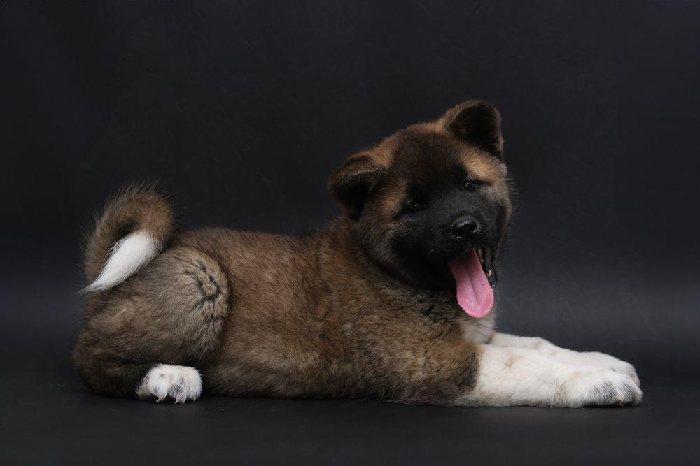 Мощные мальчишки и невероятно красивые девченки Американской Акиты