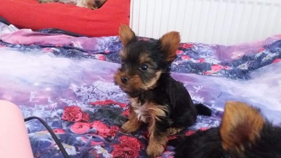 Puiuți de yorki pedigree