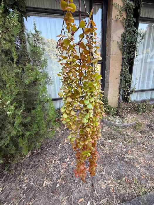 Изкуствена зеленина за декорация