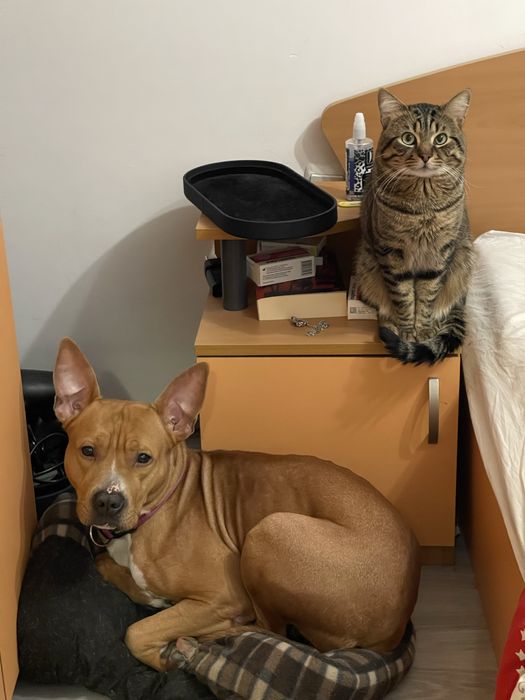 Подарявам Стафордширски бултериер