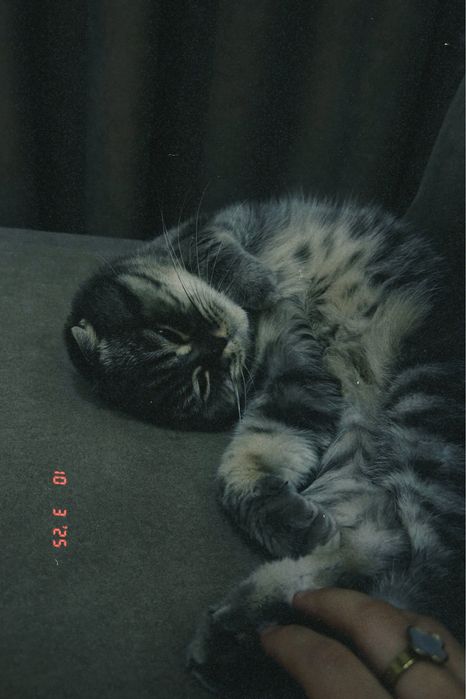 отдам кошку