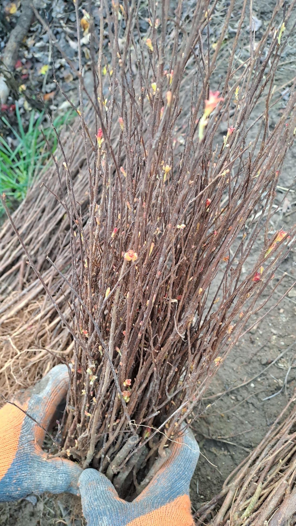 Lagerstroemia indica Black Diamon ОПТОМ