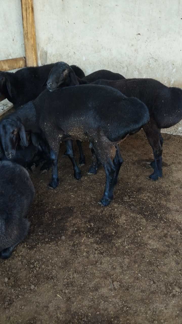 Qurbonlik uchun qoʻylar
