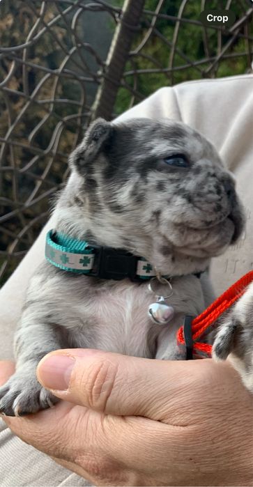 Френски Булдог French Bulldog Blue и Blue Merlle