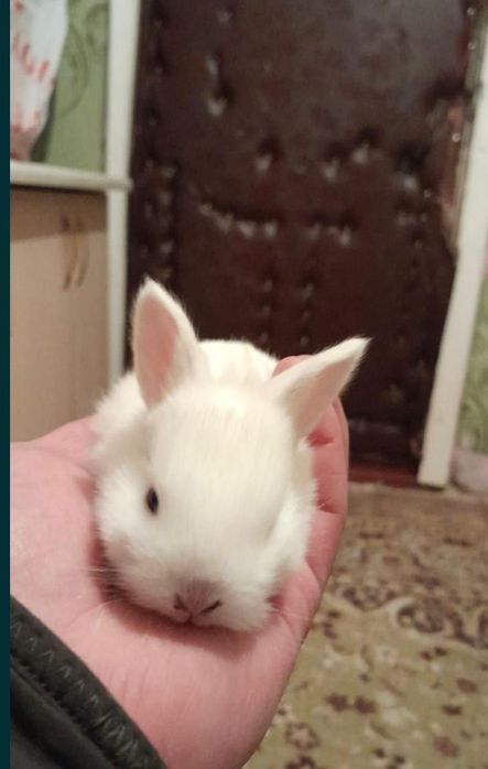 Продам декоративного крольченка