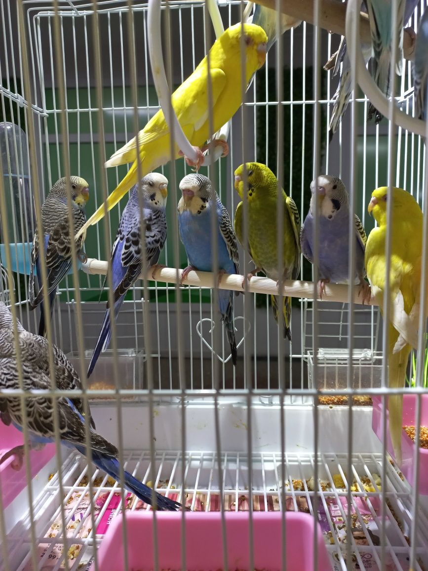 Волнистые попугаи ручные