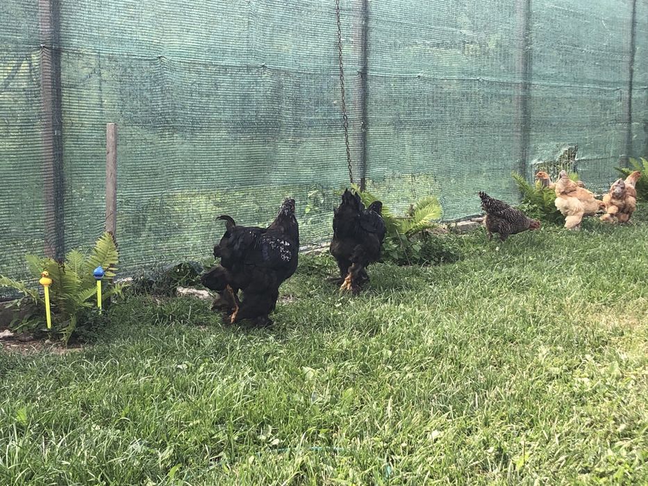 Cocosi brahma tineret 2025 vand sau schimb cu cereale