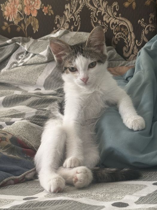 Отдам Котенка в Добрые руки