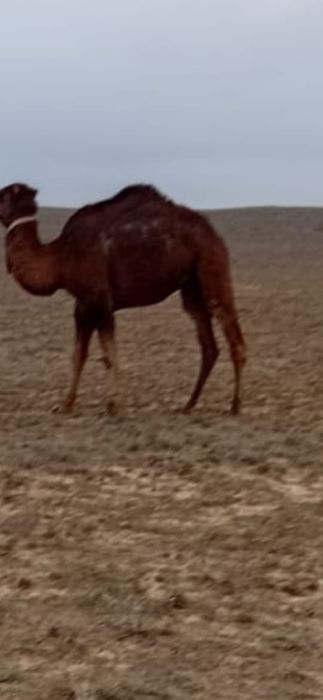 Т ү й е  с а т ы л а д ы