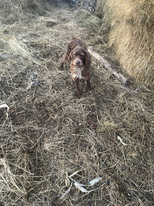 Vând trufar original