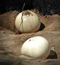 Vând ouă de Struț african