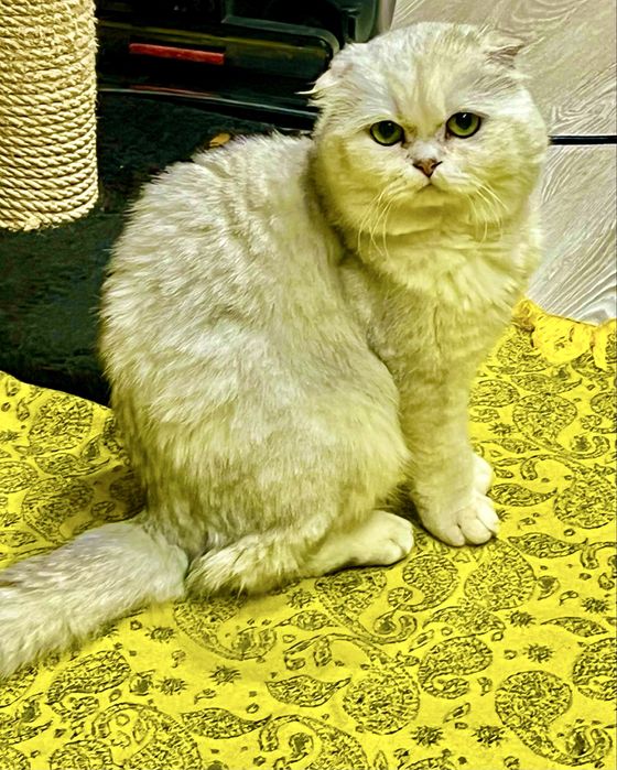 Вязка!!! Шотланский Скоттиш Фолд ( шиншилла серебро)
