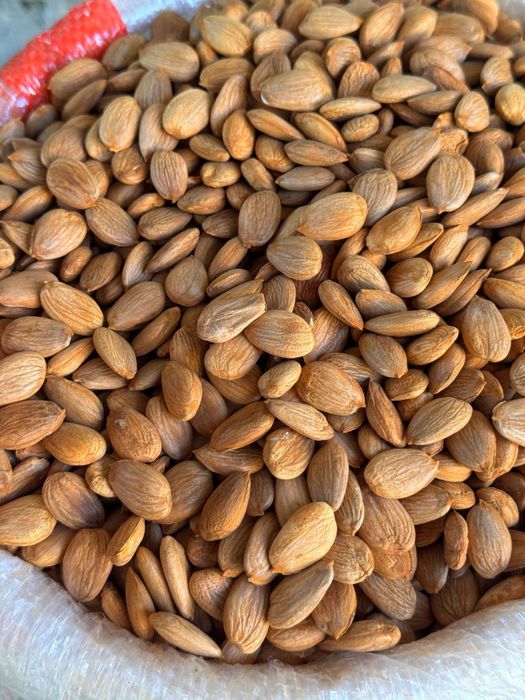 O'rik mag'zi абрикосовые косточки урючные косточки орехи