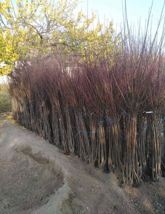 Pomi fructiferi certificati fitosanitar