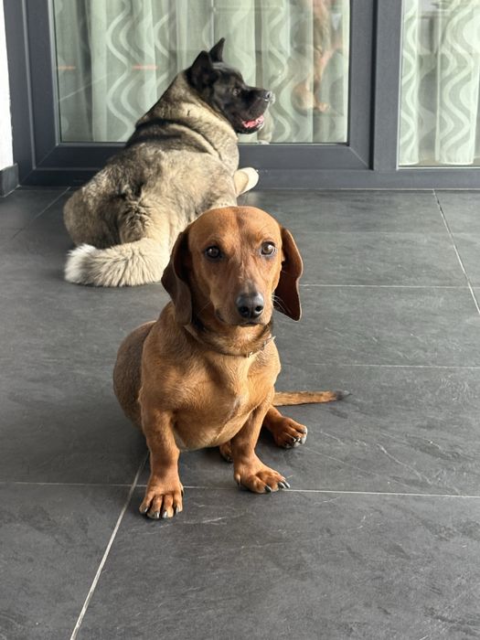 Teckel de 1 an si 6 luni. Carnet cu vaccinurile si microcip