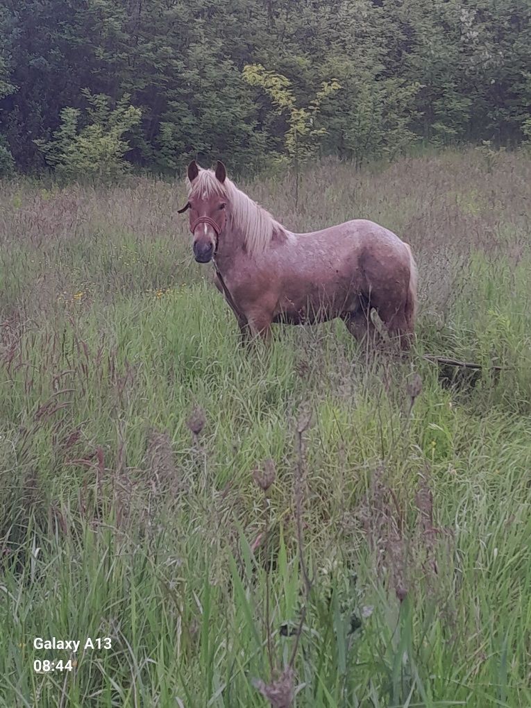 Vând sau schimb cu manza