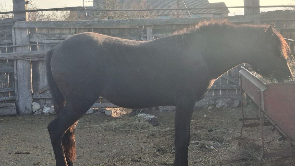 Продам хороший жирный молодой согым !