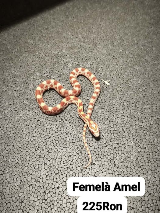 Sarpe Corn Snake 
Docili , perfecti pentru incepatori , mananca