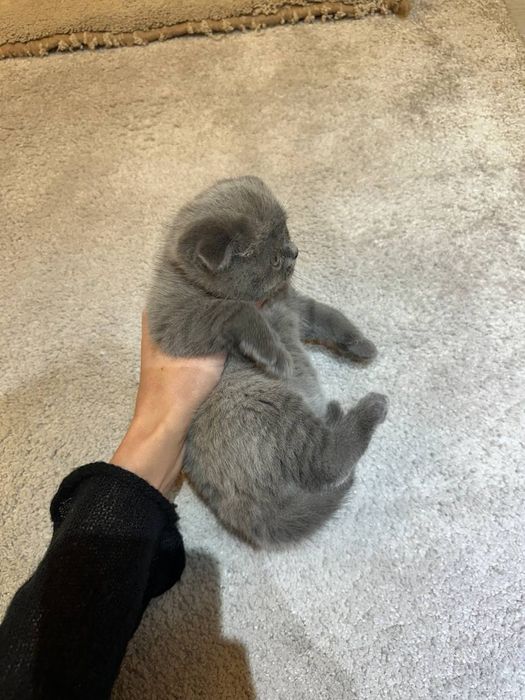 Продается чистокровный скоттиш фолд