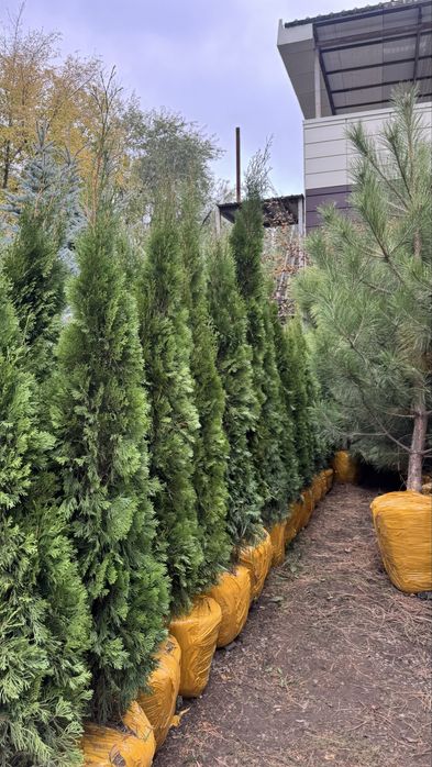 Живые деревья - ель,туя ,сосна