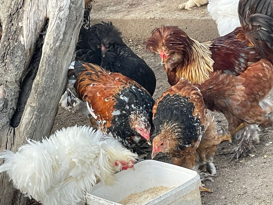 Vand pui brahma porțelan