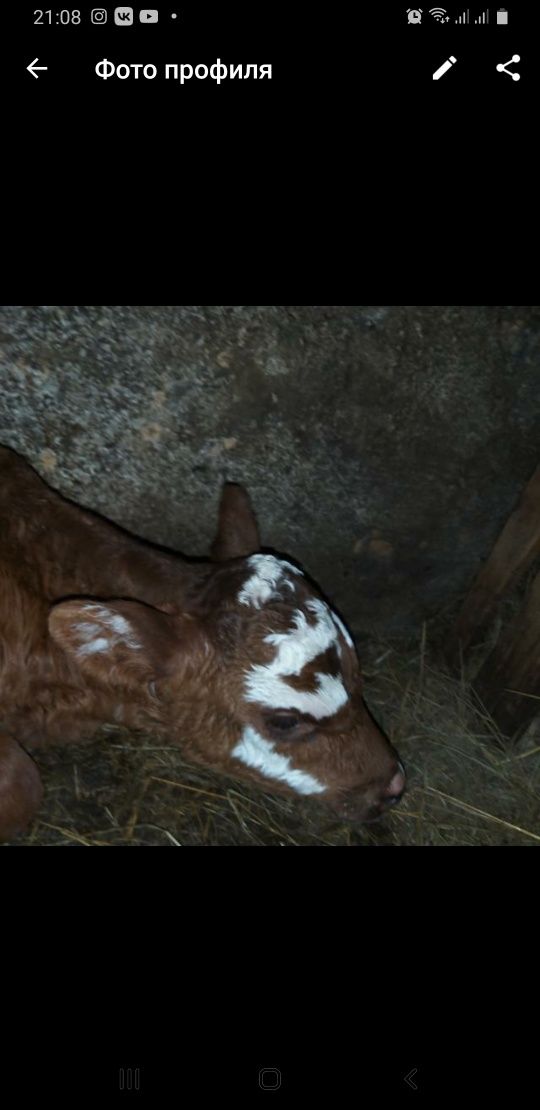 Продам  корову. бычки на куздік